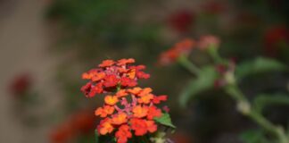 ফুলের সাথে এক বিকাল