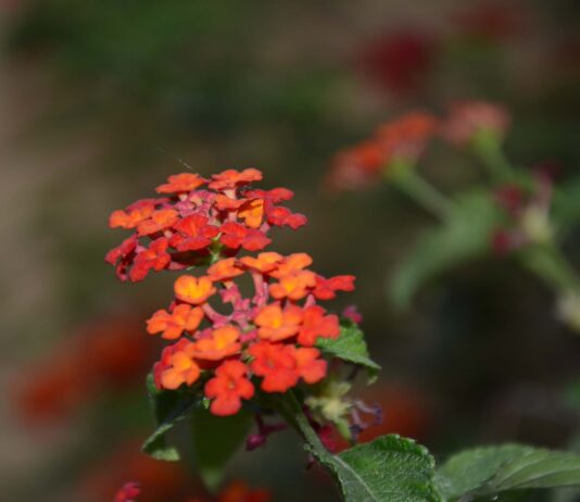 ফুলের সাথে এক বিকাল