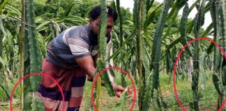 ফসলের সাথে শত্রুতা