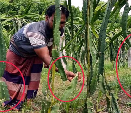 ফসলের সাথে শত্রুতা