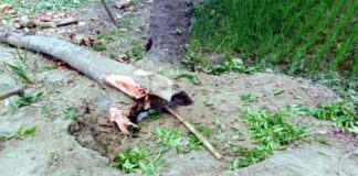 সড়কের পাঁচটি গাছ কেটে নিলেন অবসরপ্রাপ্ত শিক্ষক