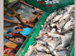 যুবদল নেতার পুকুরে বিষ প্রয়োগ করে প্রচুর মাছ নিধনের অভিযোগ