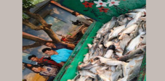যুবদল নেতার পুকুরে বিষ প্রয়োগ করে প্রচুর মাছ নিধনের অভিযোগ