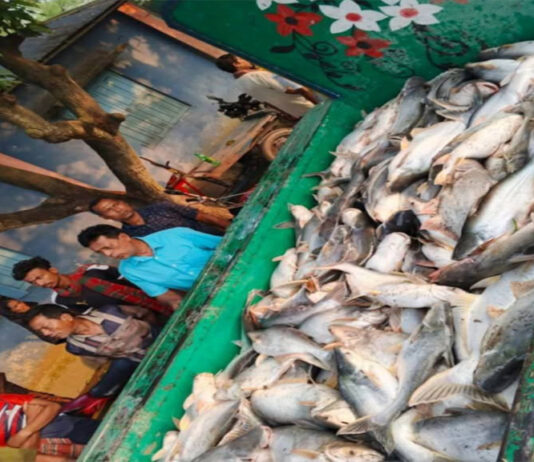 যুবদল নেতার পুকুরে বিষ প্রয়োগ করে প্রচুর মাছ নিধনের অভিযোগ