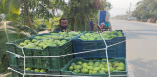 অপরিপক্ক আম