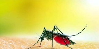 একদিনে ৩৫২ জনের ডেঙ্গু রেগী শনাক্ত