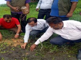 ভেড়ামারায় বিলুপ্ত প্রজাতির ৬৭ টি কচ্ছপ উদ্ধার