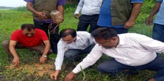 ভেড়ামারায় বিলুপ্ত প্রজাতির ৬৭ টি কচ্ছপ উদ্ধার