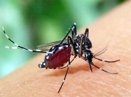 ২৪ ঘন্টায় ডেঙ্গুতে আরও তিন জনের মৃত্যু