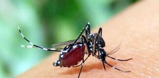 ২৪ ঘন্টায় ডেঙ্গুতে আরও তিন জনের মৃত্যু