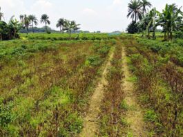 ঝিনাইদহের মরিচ গাছে মড়ক দেখা দিয়েছে