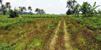 ঝিনাইদহের মরিচ গাছে মড়ক দেখা দিয়েছে