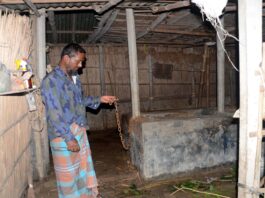 খোকসায় দুর্বৃত্ত্বরা শিকল কেটে কৃষকের দুটি গরু নিয়ে গেছে