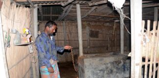 খোকসায় দুর্বৃত্ত্বরা শিকল কেটে কৃষকের দুটি গরু নিয়ে গেছে