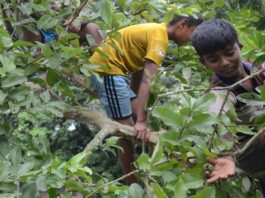 দুরন্ত কৈশোর