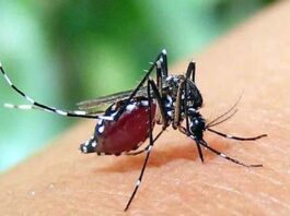 ডেঙ্গুতে একদিনে ৩ মৃত্যু