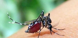 ডেঙ্গুতে একদিনে ৩ মৃত্যু