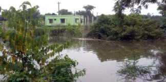 দৌলতপুরে পদ্মার পানি বিপদসীমা ছুইছুই