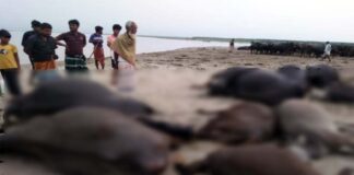 দৌলতপুরে বজ্রপাতে কৃষকের ১১ টি মহিষের মৃত্যু