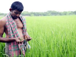 ধানের পাতা মোড়ানো রোগে কৃষক দিশেহারা