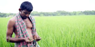 ধানের পাতা মোড়ানো রোগে কৃষক দিশেহারা