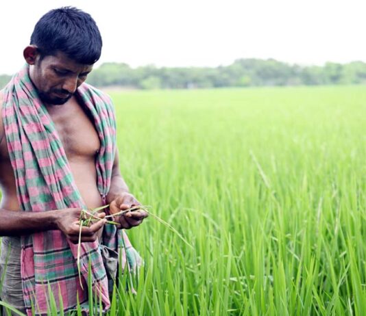 ধানের পাতা মোড়ানো রোগে কৃষক দিশেহারা
