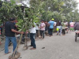 বিতরণের গাছের চারা লুটে নিলো কৃষকদল নেতার কর্মীরা