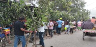 বিতরণের গাছের চারা লুটে নিলো কৃষকদল নেতার কর্মীরা