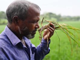 সালিশের রায়ঃ প্রতি বিঘায় কৃষক ক্ষতিপুরণ পাবেন ৭ হাজার টাকা