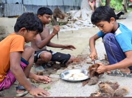 তাল বীজের শাঁস