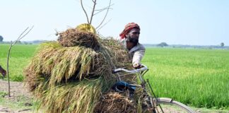 আগাম ধান