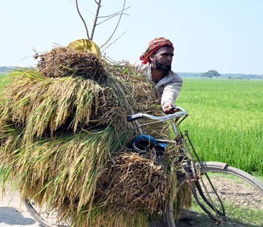 আগাম ধান
