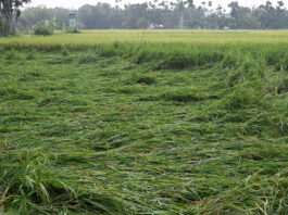 ঘুর্ণি ঝড়ের প্রভাব