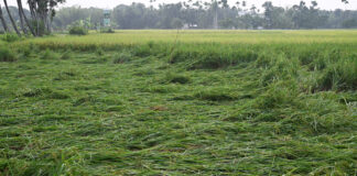 ঘুর্ণি ঝড়ের প্রভাব