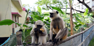 মাতৃত্ব