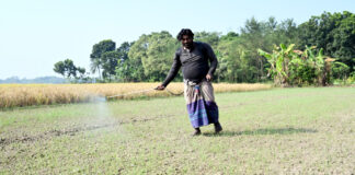 পেঁয়াজের বীজতলায় পচন রোগ