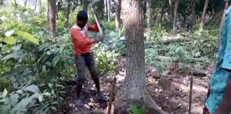 সরকারের দুই দপ্তরের রশি টানা-টানি, গোপন টেন্ডারের ৭০ গাছ বিক্রি