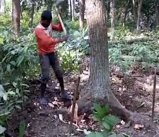 সরকারের দুই দপ্তরের রশি টানা-টানি, গোপন টেন্ডারের ৭০ গাছ বিক্রি