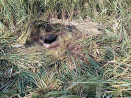 ভেড়ামারায় ধানের মাঠ থেকে অজ্ঞাত ব্যক্তির লাশ উদ্ধার