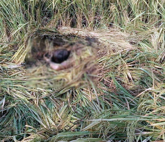 ভেড়ামারায় ধানের মাঠ থেকে অজ্ঞাত ব্যক্তির লাশ উদ্ধার