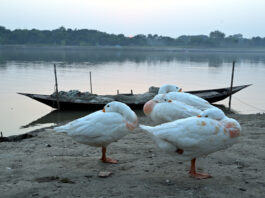 উষ্ণতার খোঁজে