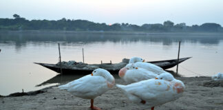 উষ্ণতার খোঁজে