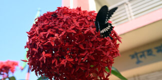 প্রজাপ্রতি ও রঙ্গন