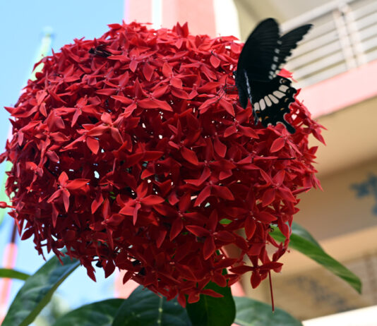 প্রজাপ্রতি ও রঙ্গন