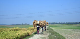 পাকা ধান