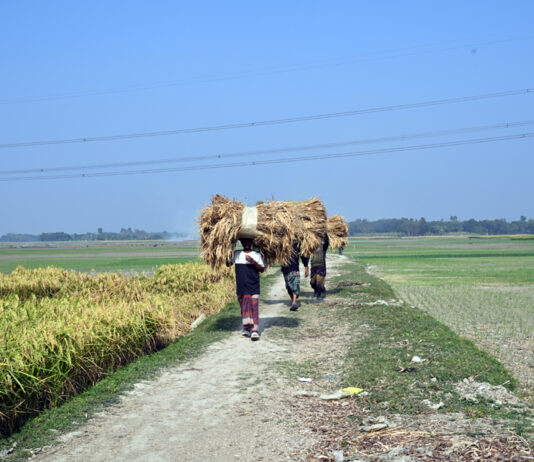 পাকা ধান