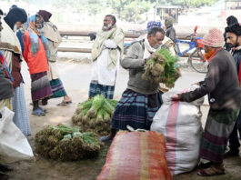 পেঁয়াজের চারার আকাল