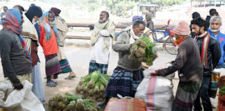 পেঁয়াজের চারার আকাল