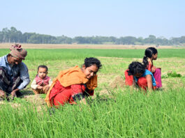 চারা তুলাই ব্যস্ত শিশুরা