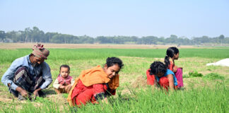 চারা তুলাই ব্যস্ত শিশুরা